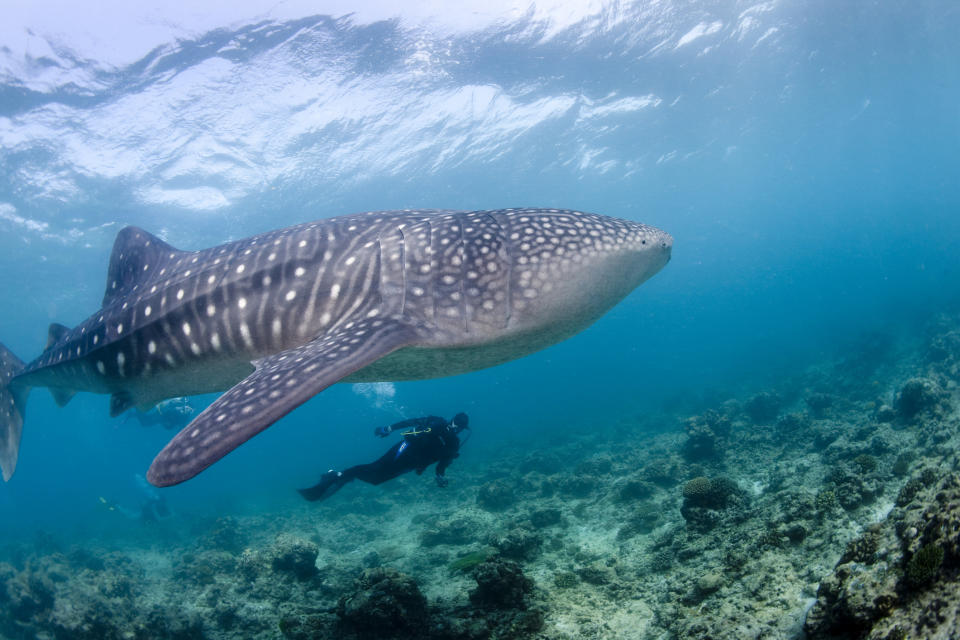 A diver swims alongside a large whale shark in a clear underwater scene with coral and marine life on the ocean floor