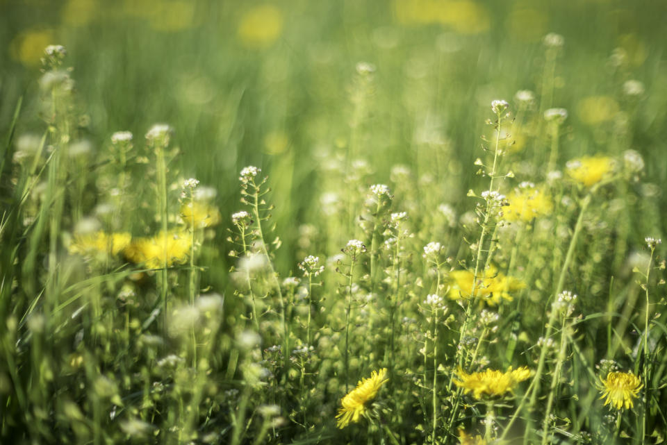 There will be a bit of a summer hiatus in Ontario from mid-July until mid-August, which is when ragweed season will begin. (Photo via Getty images)