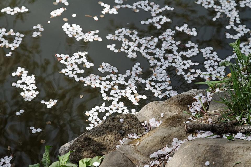 井之頭公園 (Photo by KimonBerlin, License: CC BY-SA 2.0, Wikimedia Commons提供, 圖片來源www.flickr.com/photos/kimon/7475540084)