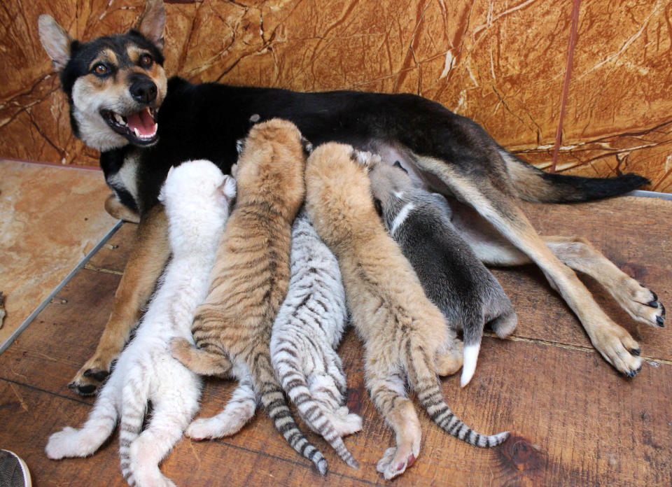 <p>A dog feeds four newborn tiger cubs and a puppy at Xixiakou Wild Animal Protection Zone in Rongcheng, Shandong province, China, June 14, 2017. (Photo: Reuters) </p>