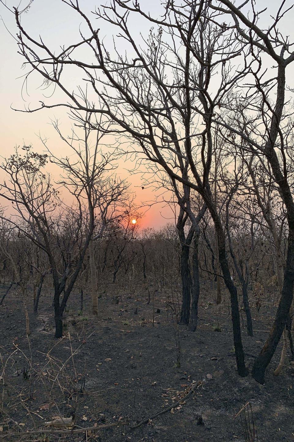 The Amazon is the world’s largest tropical forest, and the fires this year represent an 83 percent increase over the same period of 2018, Reuters reported. Organizers <a href="https://wwf.panda.org/knowledge_hub/where_we_work/amazon/amazon_threats/climate_change_amazon/" rel="nofollow noopener" target="_blank" data-ylk="slk:with the World Wildlife Fund;elm:context_link;itc:0;sec:content-canvas" class="link ">with the World Wildlife Fund</a> have said that if the Amazon reaches “a point of no return,” it could begin emitting carbon, which is “the major driver for global climate change.”