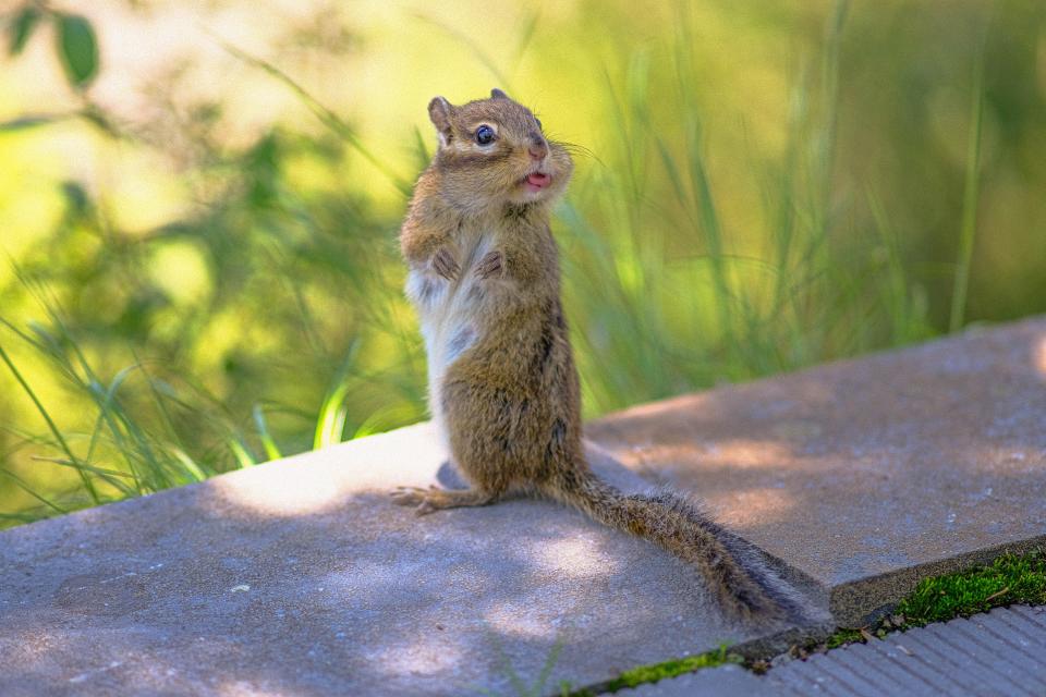 A squirrel sits on a ledge