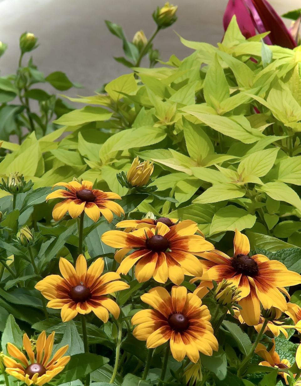 In a sunnier landscape Rockin Golden Delicious is seen partnered with Rising Sun Chestnut Gold rudbeckia.