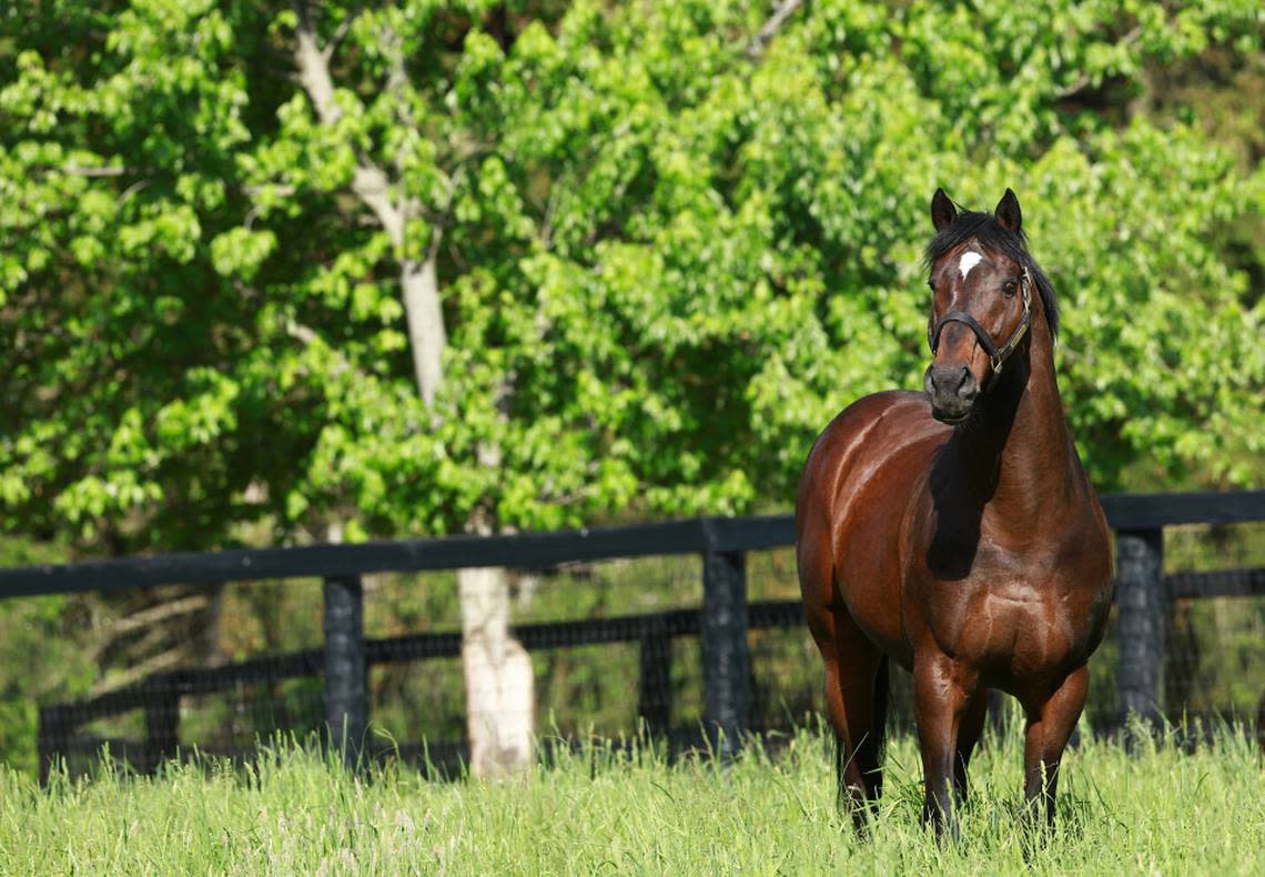 Fusaichi Pegasus was retired from stallion duty in 2020 and lived out his remaining days at Ashford Stud in Versailles. Ashford Stud