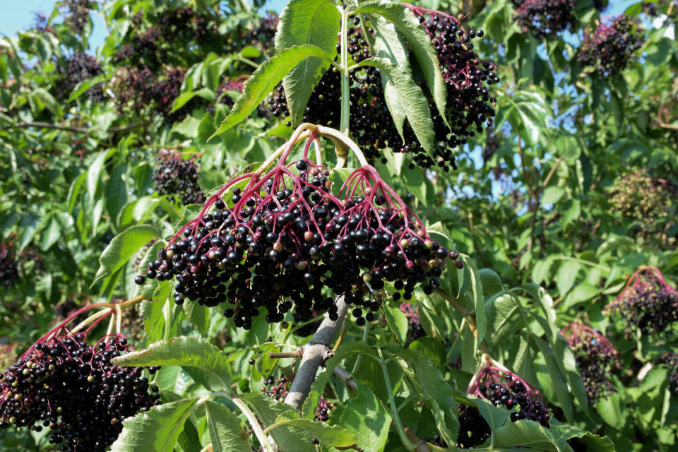 Der schwarze Holunder, dessen Früchte nach unter hängend wachsen – bitte nicht zu verwechseln mit dem Zwergholunder, dessen Beeren eine 