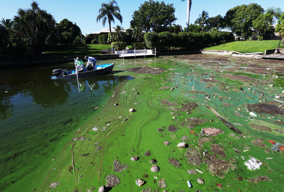 Gavin Lau and Joshua Davidson from Ecological Laboratories take a water sample from an algae infested canal near the Midpoint Bridge on Tuesday 9/28/2018.  Cape Coral based Ecological Laboratories has a possible solution to the algae problem that is plaguing Cape Coral and Southwest Florida  waters. They got a letter of no objection to start testing a section of this canal. They took water samples on Tuesday 9/28/2018. The process involves a denitrification process.