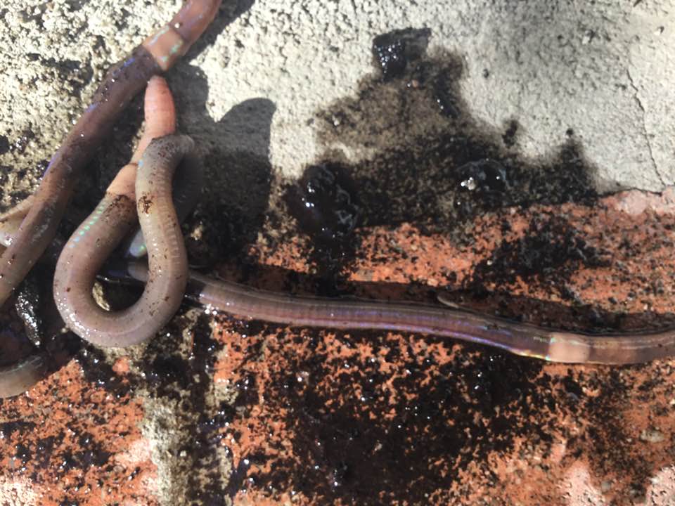 Asian jumping worms, seen here from a contaminated bag of sheep manure in Ontario, look a lot like earthworms, but usually are grey or brown with a narrow white band around them, instead of a pink band.  (Norma Phillips/Facebook  - image credit)