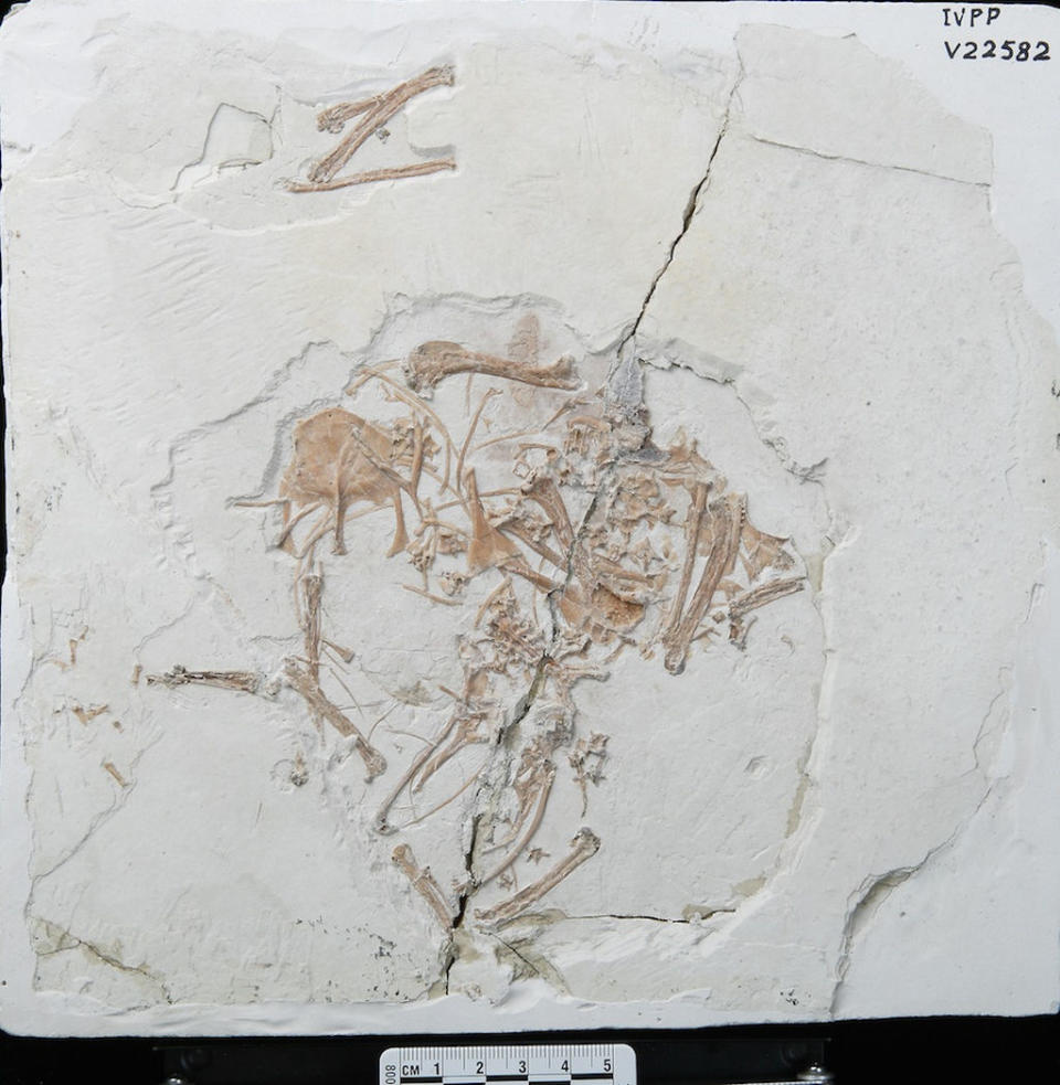 The complete avian specimen. Notice the pellet in the middle top. <cite>Courtesy of Min Wang</cite>