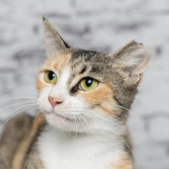 Patches is a sweet calico adult cat.