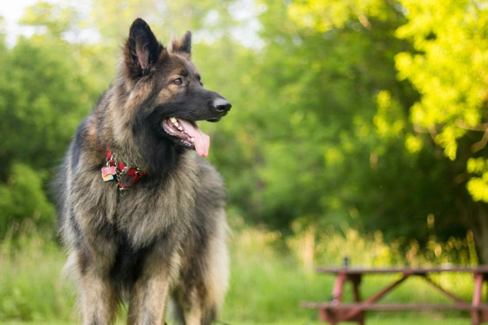 Shiloh Shepherd who looks like a wolf but is distinct from a wolfdog.