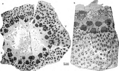 <span class="caption">A cross-section of the Cladoxylopsid trunk from the Upper Devonian of Xinjiang, north-west China.</span> <span class="attribution"><span class="license">Author provided</span></span>