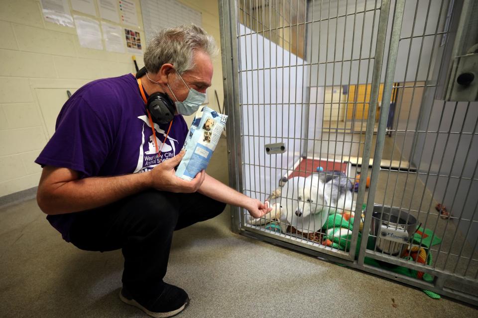 Volunteer Craig Stanworth offers treats to a 2-year-old Siberian husky named Lucy at the West Valley City Animal Shelter in West Valley City on Wednesday, June 21, 2023. | Kristin Murphy, Deseret News