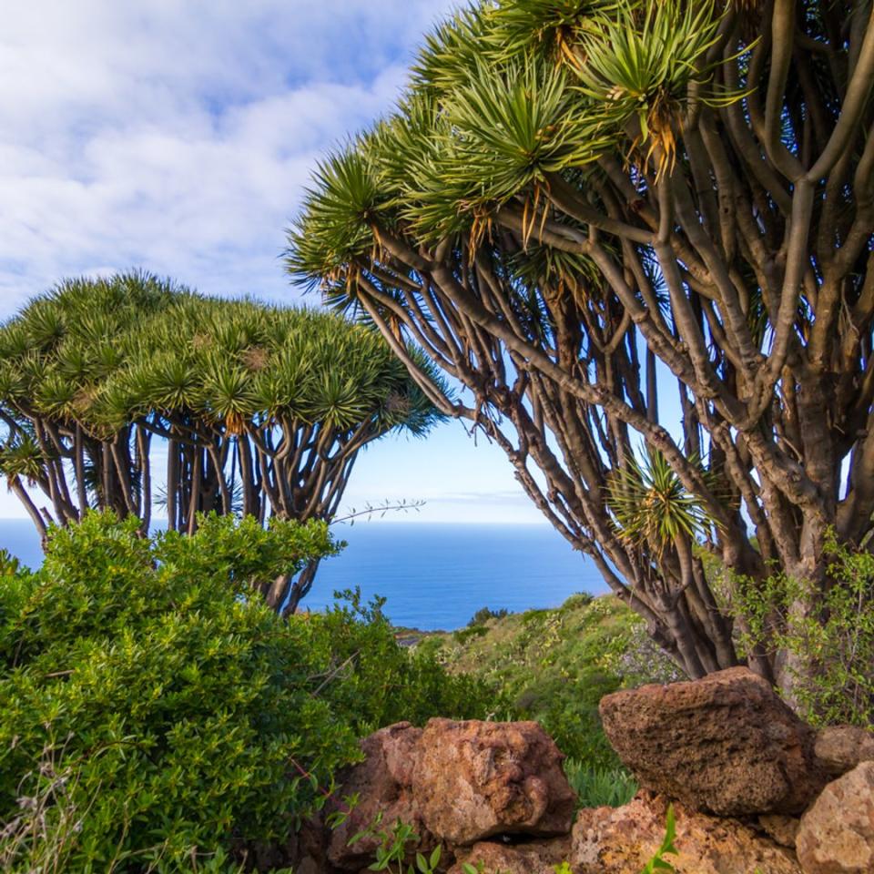 Dragos en la isla de La Palma