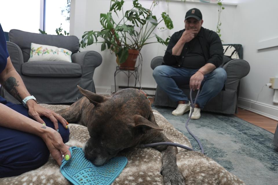David Pescetto watches his dog, River, lick peanut butter while receiving acupuncture from Dr. Lisa Walling in Brewster, N.Y., on Tuesday, May 7, 2024. “I find a lot of the time, the biggest part of my job is helping the owners,” says Walling. (AP Photo/Mary Conlon)