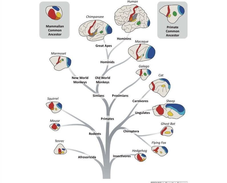 brain tree