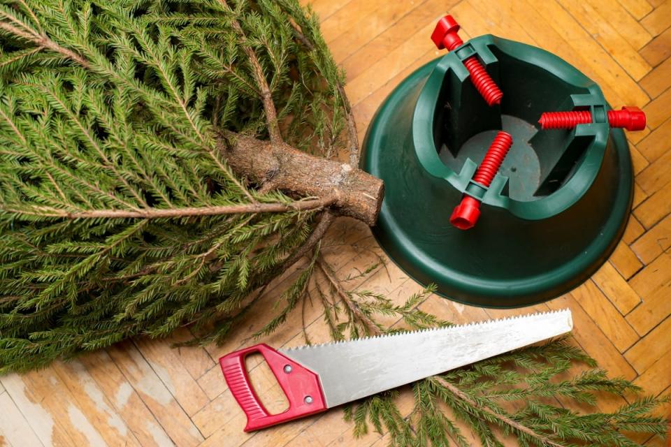 A Christmas tree lying on its side on the floor next to a hand saw and a tree stand.