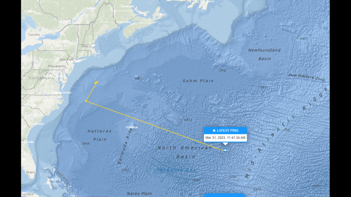Miss Costa’s was sitting in waters of Wanchese on the Outer Banks when she began her journey east on March 18, data shows. She last “pinged” off satellite on March 31, OCEARCH says.