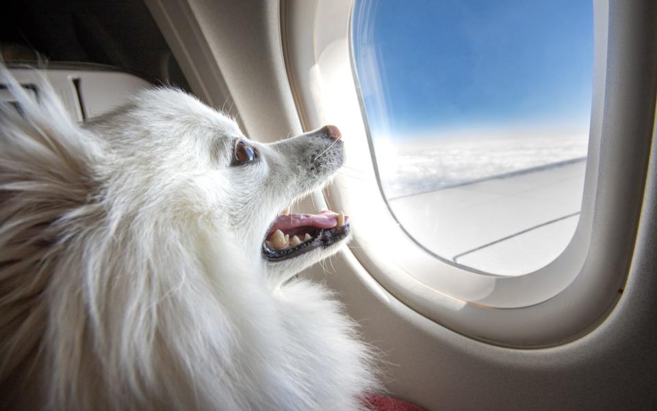 A smiling dog looking out of an airplane window while in flight - Getty Images/iStockphoto