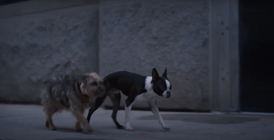 two dogs walking on the sidewalk