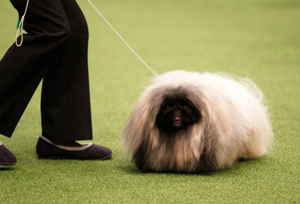 small fluffy dog breeds pekingese