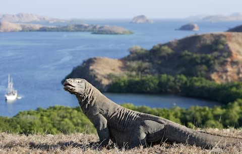 komodo dragon - Credit: Getty