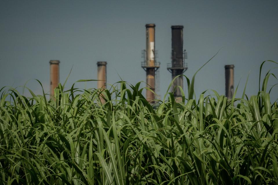 The exhaust stacks of the Sugar Cane Growers Cooperative of Florida’s processing mill in rise behind sugar cane stalks in Belle Glade, Fla.