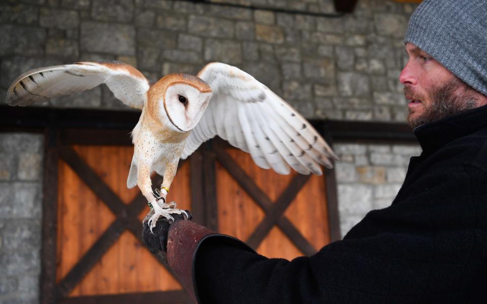 "Barney" the barn owl is one of the birds that David Hudson, a licensed falconer, shows to the birds of prey enthusiasts at the Southall Farm & Inn in Franklin, Tenn., Friday, Feb. 24, 2023.  Hudson offers an educational class to learn about the birds and the ancient sport of falconry. 