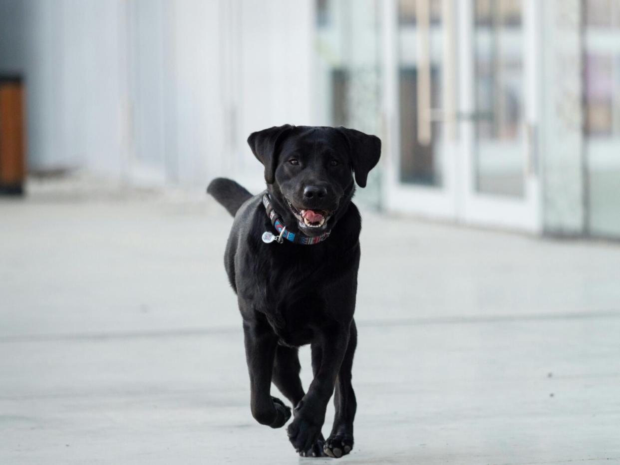 Black Labrador Retriever running