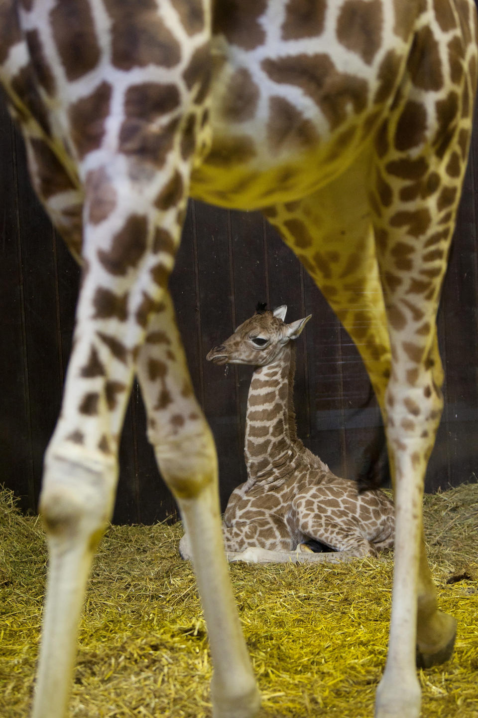 Newborn giraffe