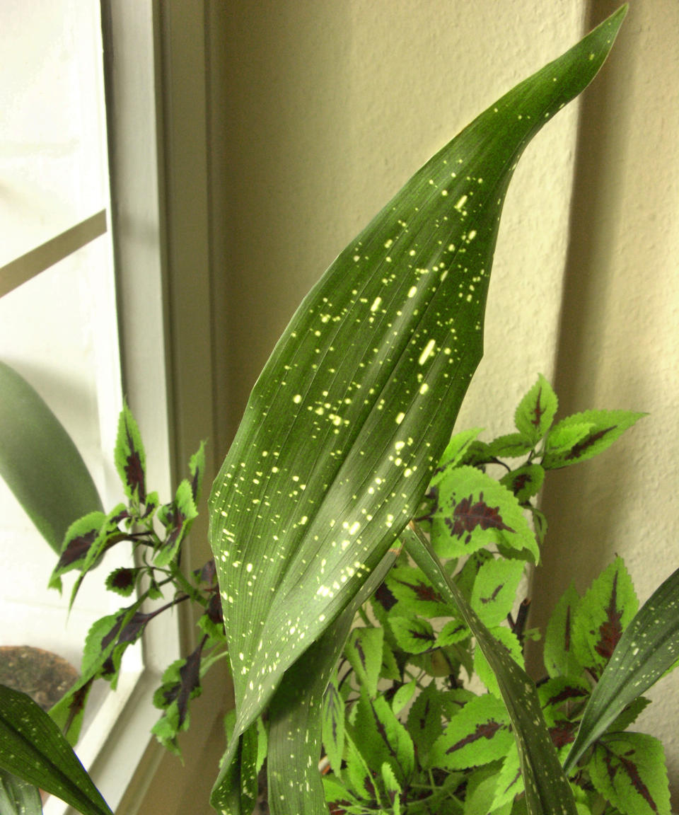 cast iron plant (Aspidistra elatior 'Milky Way', Aspidistra elatior Milky Way), potted plant on a windowsill with painted nettl