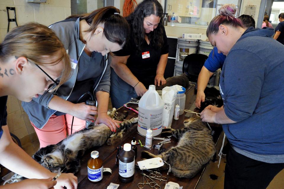 The pre-op table was a busy place where vets, vet techs, and volunteers made sure the cats were ready for their operation. Stormy Goff, Cleveland Road Animal Hospital, Erin Kornhaus, Mairs Veterinary, Laura Freeman, Ark, and Amanda Finn, Ark prepare the sedated cats.