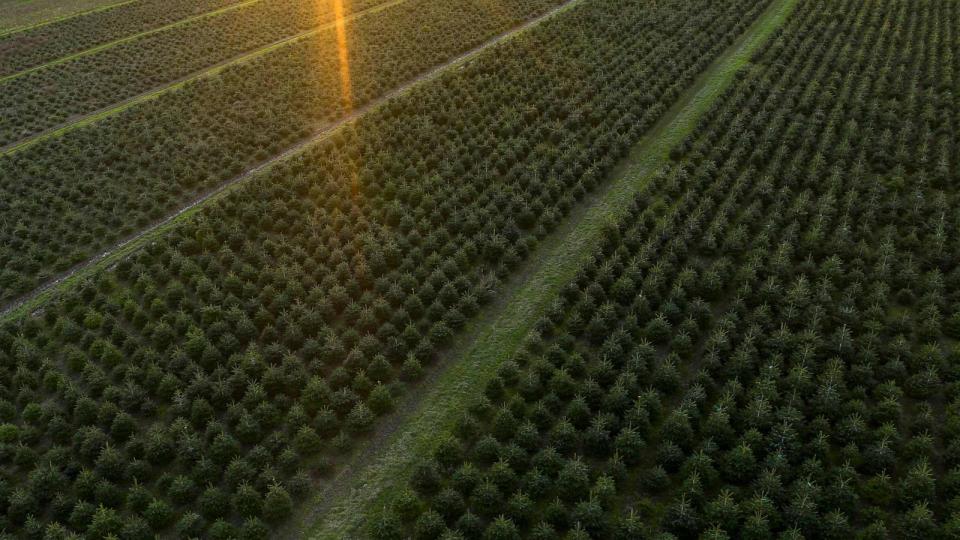 PHOTO: Aerial view over a Christmas tree farm in this undated image. (STOCK PHOTO/Getty Images)