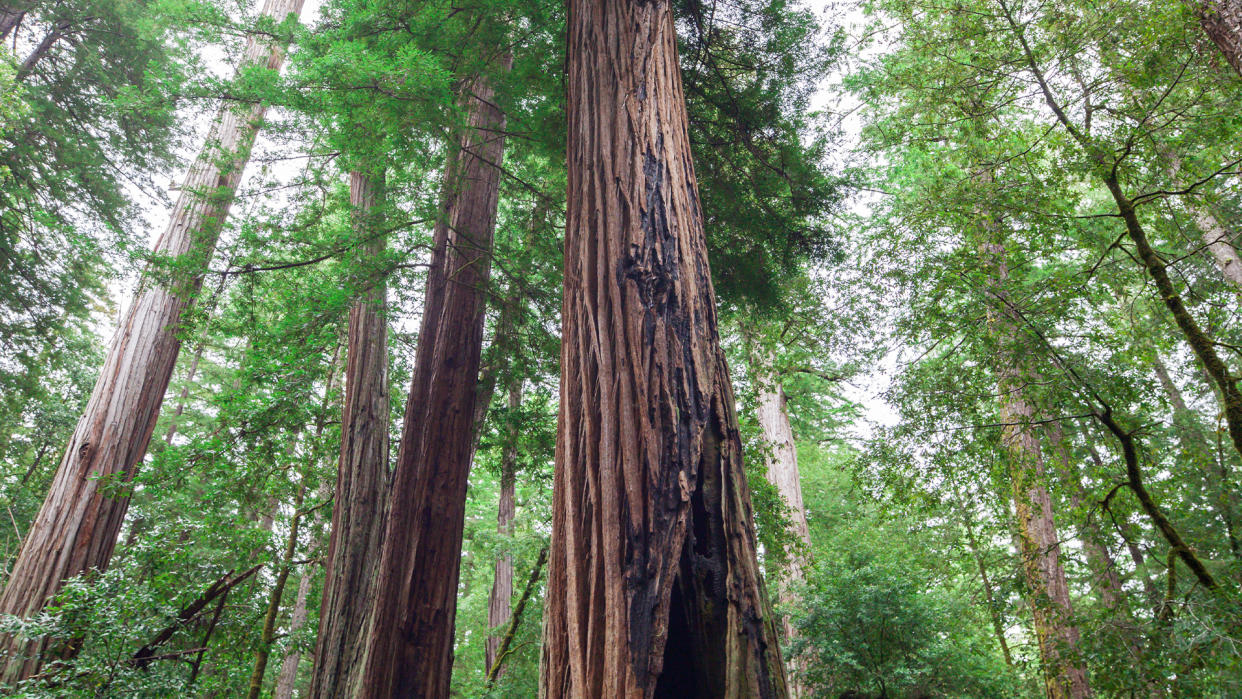 Coast Redwoods (Sequoia sempervirens) are visible around the Redwood Trail on May 27, 2010 in Big Basin Redwoods State Park near Boulder Creek, CA.