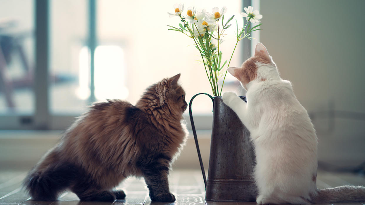  Two cats peering at a vase of flowers 