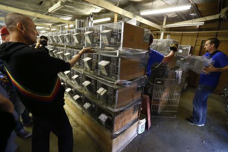 Humane Society workers move cages as Hollywood mogul and co-creator of The Simpsons, Sam Simon, tours a chinchilla farm after he financed the purchase of the facility by PETA (People for the Ethical Treatment of Animals) in order to rescue over 400 chinchillas and shutter the business in Vista, California August 19, 2014. REUTERS/Mike Blake