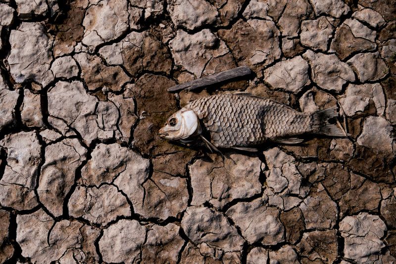 FILE PHOTO: Remains of a fish are seen among cracked mud on the dried bed of Poyang lake, China