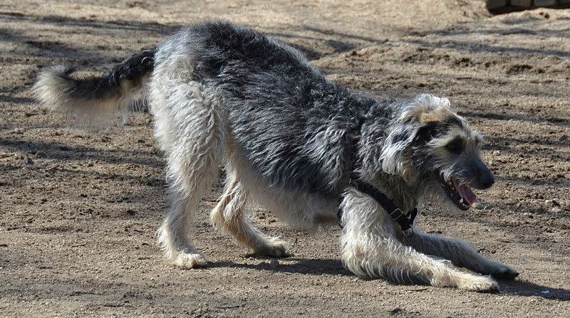 Scottish Deerhound