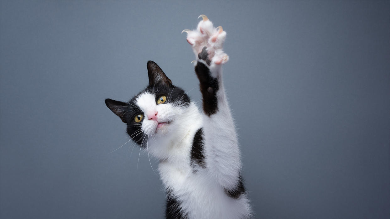  Playful tuxedo cat raising paw showing claws on gray background with copy space. 