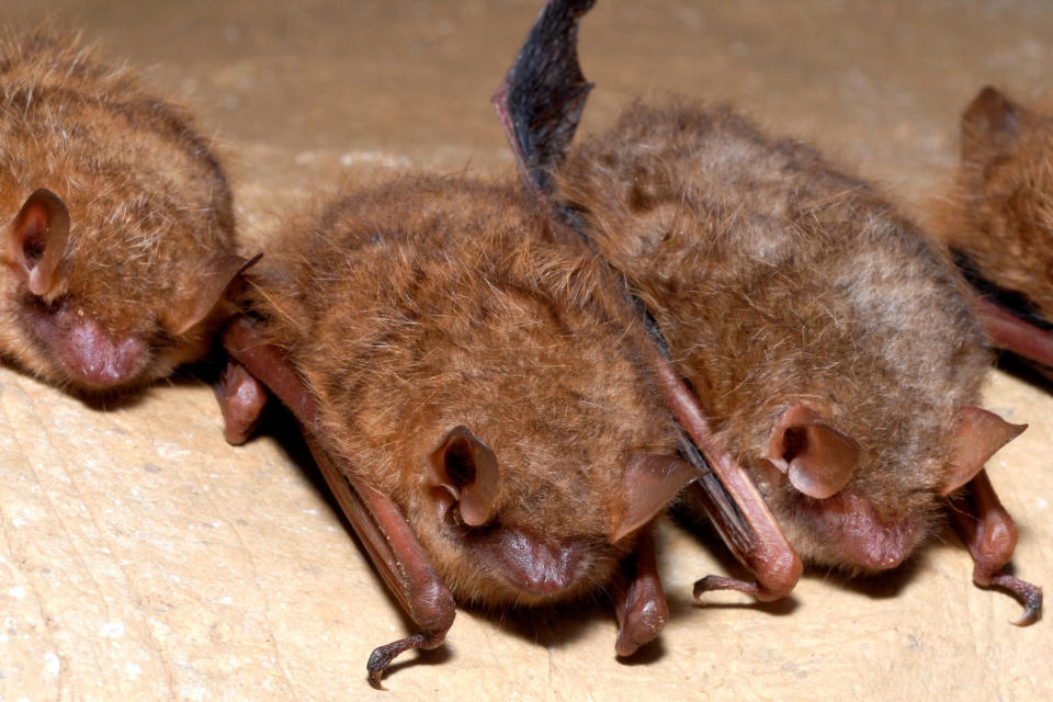 This photo provided by the U.S. Fish and Wildlife Service in September 2022 shows tricolored bats. On Tuesday, Sept. 13, 2022, federal officials announced plans to list the animal as endangered — the second U.S. bat species recommended for the designation in 2022, as a fungal disease ravages their populations. (U.S. Fish and Wildlife Service via AP)