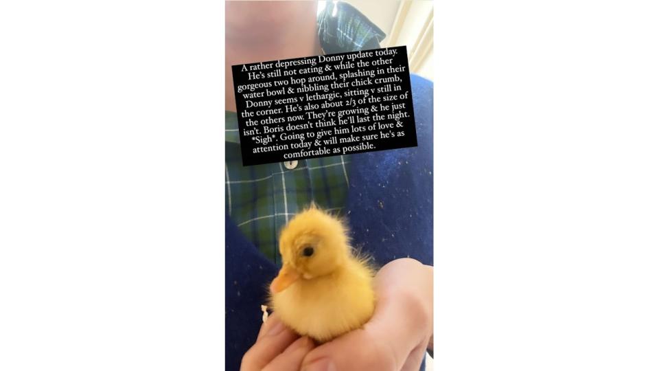 A photo of Donny the chick being held by Carrie Johnson