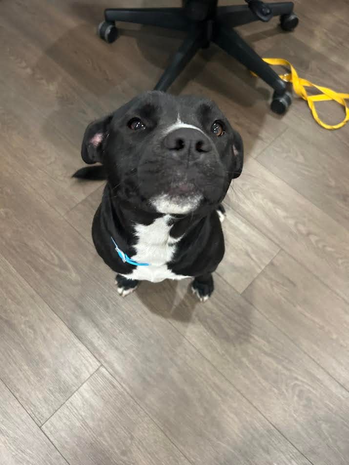 Remy is a 2-year-old Boxer mix who has never met a stranger and adores children and other dogs alike.