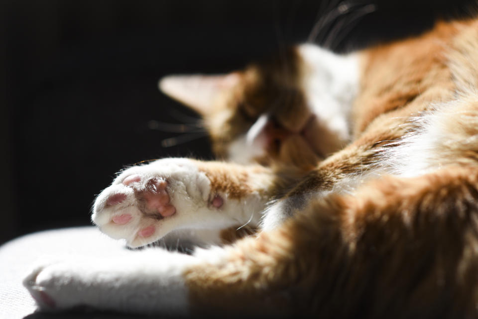 Paw of a red cat lying on the sofa in the sun.