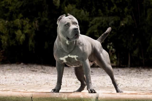 American Bully Dogs Banned in the U.K.—Could the U.S. Follow?