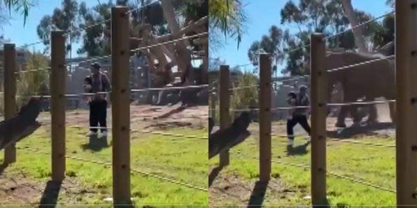 Sentencian a hombre por meter a su hija de 2 años al hábitat de elefantes en el San Diego Zoo