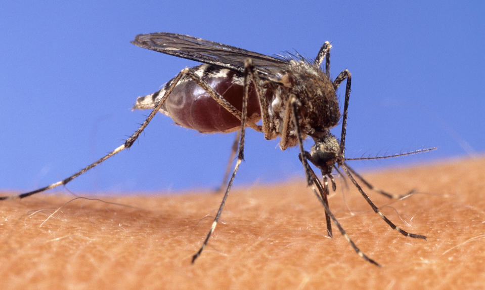 This image provided by the USDA Agricultural Research Service shows a closeup of a mosquito on human skin. (USDA Agricultural Research Service via AP)