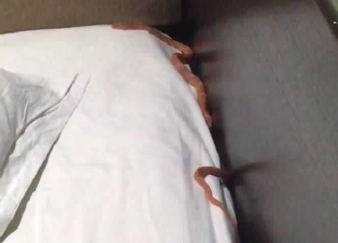 男子入住旅店，入睡卻驚訝發現枕頭下竟出現一條蛇。（圖／翻攝搜狐新聞）