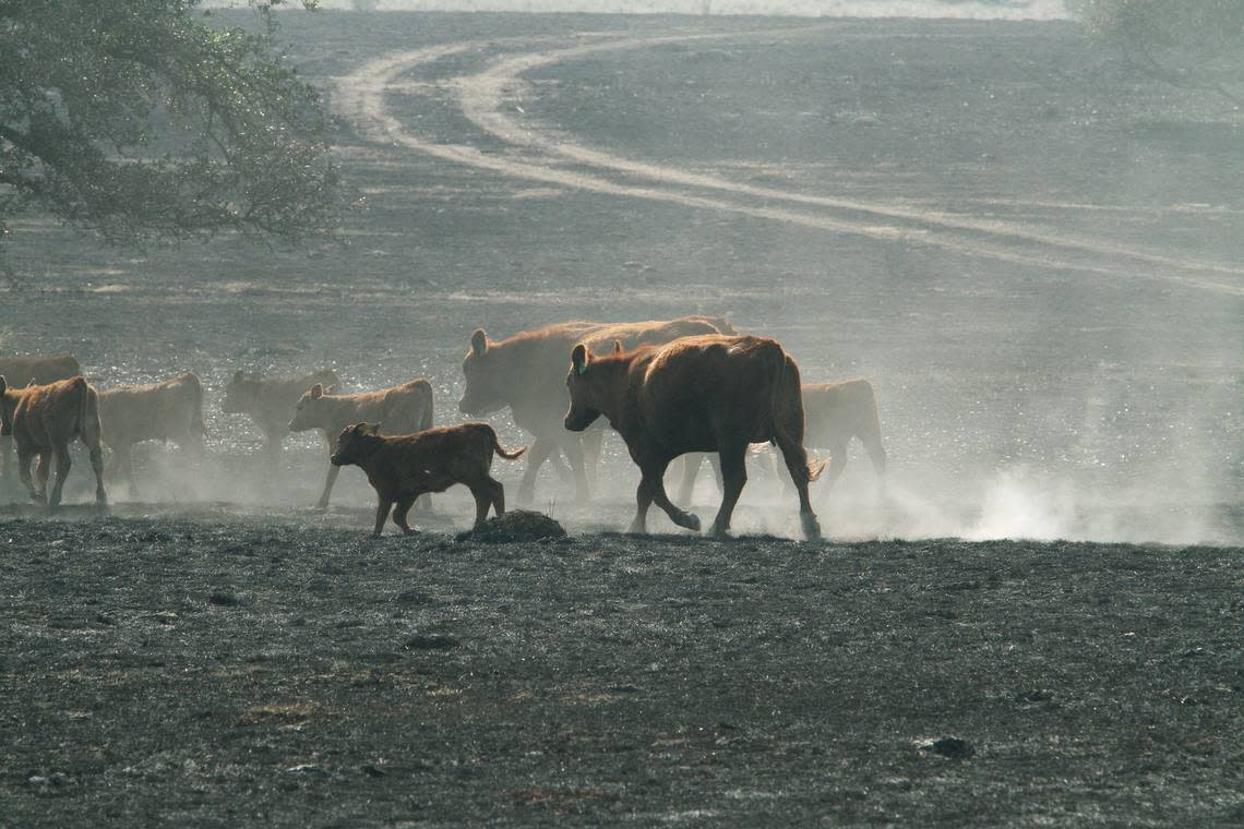 Cows wander through a charred field in a pasture near TX16 and Farm Road 2353 during the PK Complex Fire of 2011.