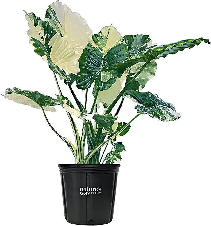 Alocasia Dawn Plant