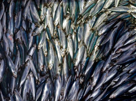 Ocean Fish Numbers on 'Brink of Collapse' Due to Overfishing