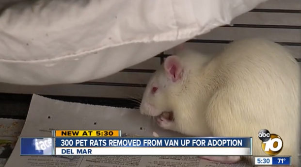 Vanessa started off with just two rats but they bred so fast she ended up with more than 300. Source: ABC10